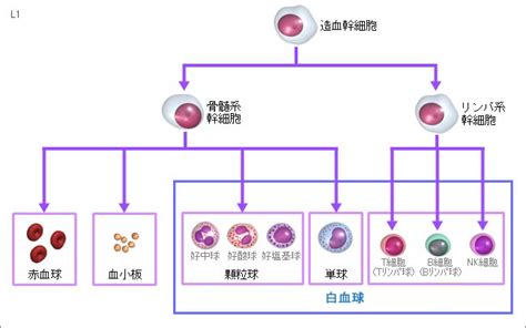 ヒト白血球型抗原